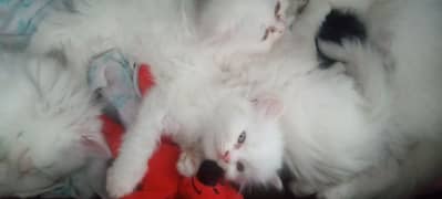 White Persian cats Blue and orange eyes