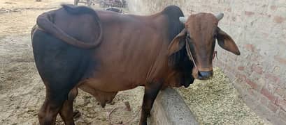 sahilwa bull for sale