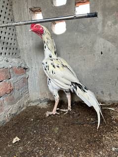 masshalla all top quality birds 03041445191 different price mentioned