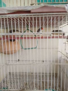 Finches for sale