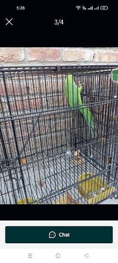 parrot