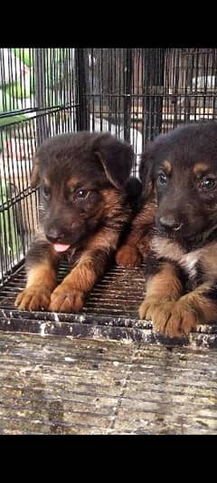 German shepherd puppy pair available out class quality