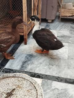 good duck