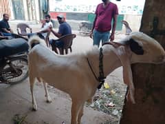 bakra