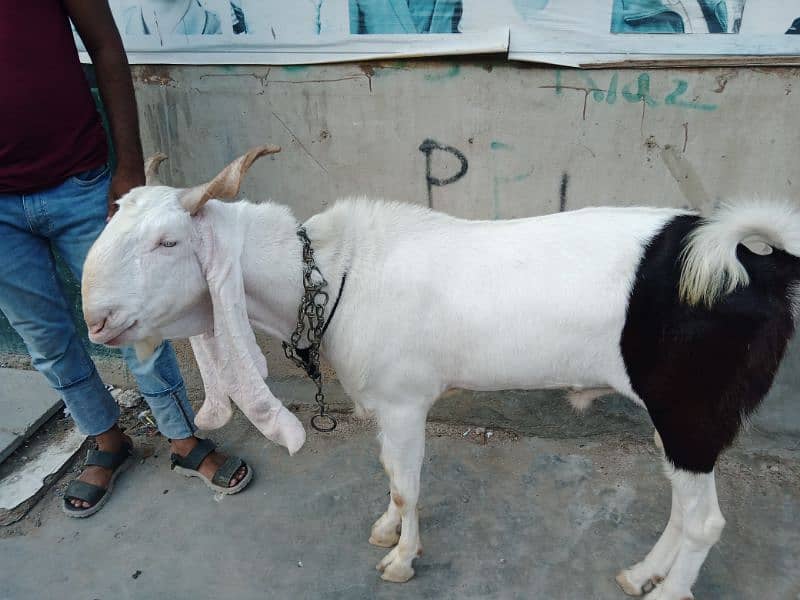 bakra 1