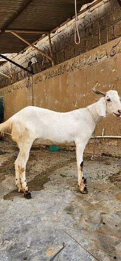 Goat For sale 2 teeth white