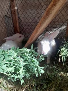 Red eyes White rabbits looking for new home