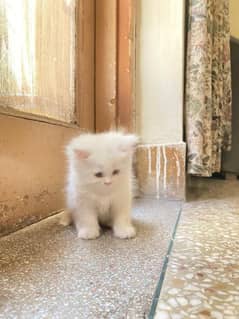 Persian kitten 10000 fix price