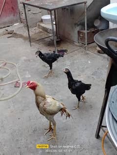 1 cock , 2 Hens