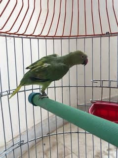 5 months old Female green parrot