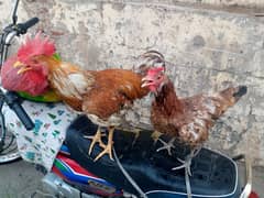 cock & hen pair sale