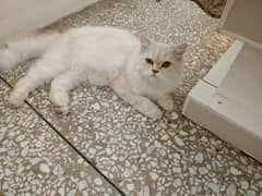 two cats persian 3 cot