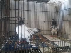 Teddy baby pigeons for sale