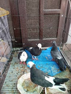 4 Pigeons for sale