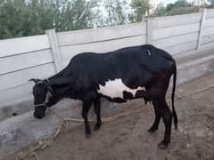 Pregnant cow.