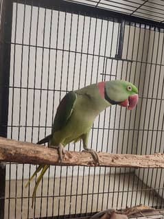 Kashmiri Raw parrot breeding pair both talking age 5 years