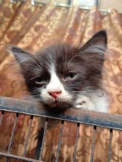Persian kitten / Persian Cat