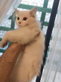 Persian Kitten (Male) for sale