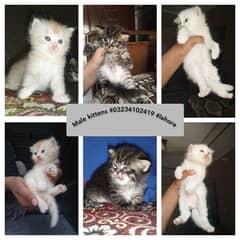 kittens for sale triple coated
