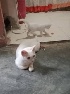 White cat Persian with baby cat
