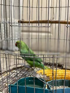 Ringneck Green Parrot