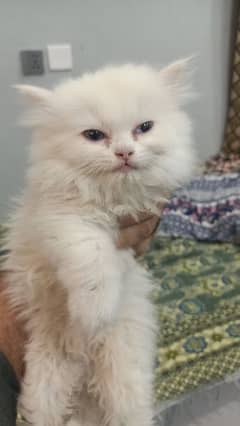 Persian kitten female odd eyes