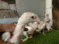 WHITE HEERA ASEEL CHICKS. 3000 Per Chicks