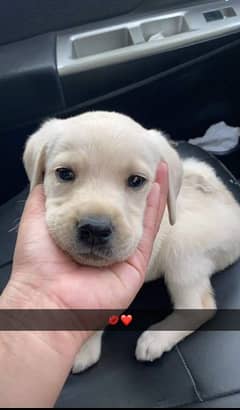 pure Labrador pup