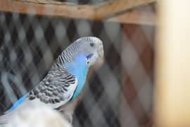 Healthy and active budgie parrot