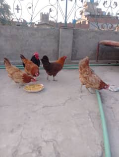 Golden misri egg laying hens & Bantam pair for sale