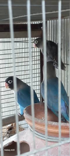 Lovebird breader pair