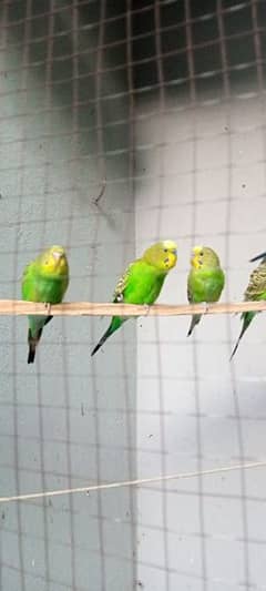 Budgie Parrots for sale