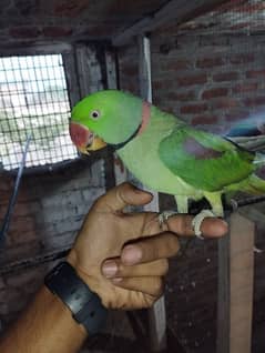 raw parrots 1 pair male and female age 3 years