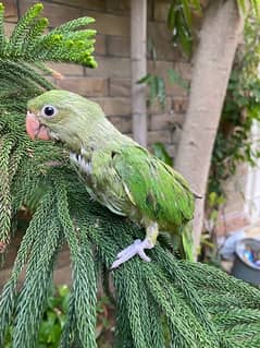 Baby Indian Green Ringneck Parakeet