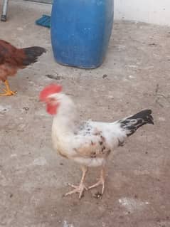 RIR   6 MONTHS ROOSTER MALE AVAILBLE 5 PIECE.