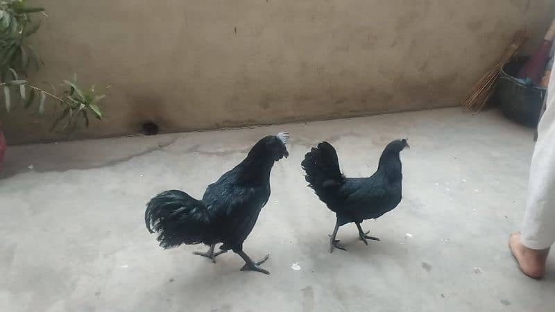 Ayam cemani breeding pair Gary Tung 12