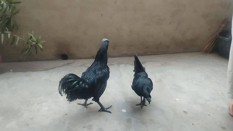 Ayam cemani breeding pair Gary Tung 13