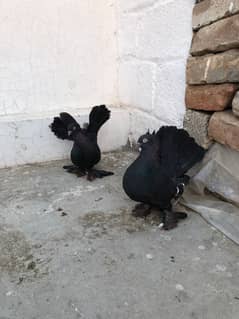 Black lucky pigeon Pair For Sale