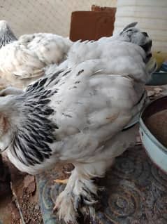 light Columbian brhama chicks for sale
