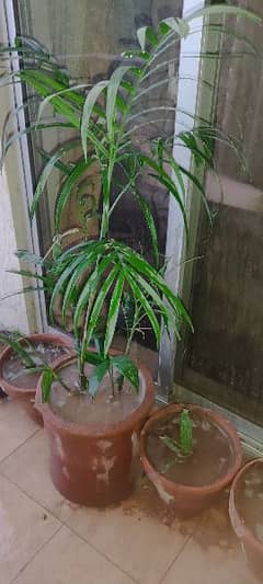 Exquisite Balcony plant