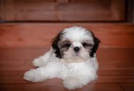 shih-tzu puppy available