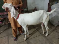 rajhanpuri goat big size