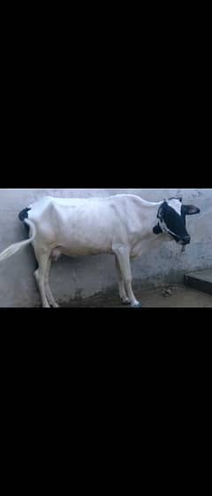 Cow aur sath Hilfiger (baachi) for sale