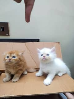 Persian male kittens available for sale, (3 kittens)