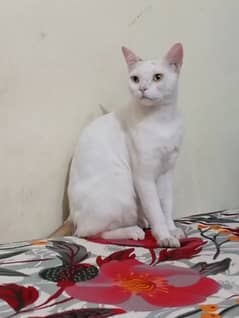 white cat for sell