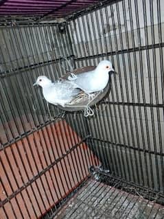 common dove breeder pair