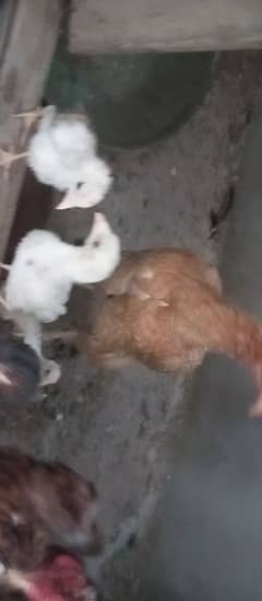 aseel murga or murgi and 9 chicks