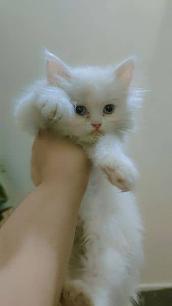 Female Persian kittens 0