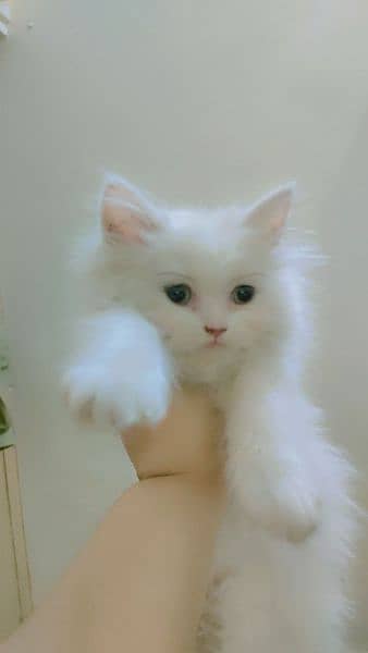 Female Persian kittens 1