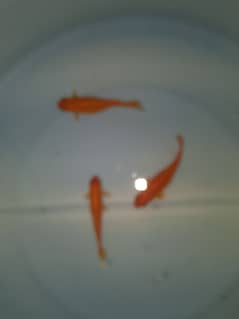 Golden male fishs 3 three